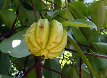 GARCINIA