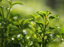 GREANTEA